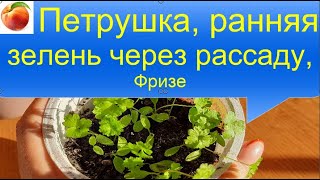 Петрушки и салата будет много и ранняя зелень Посейте так