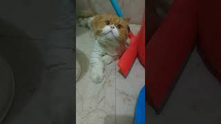 mayavi cutecat #viralcat #foryou #catlife #shortsfeed #shortsviral