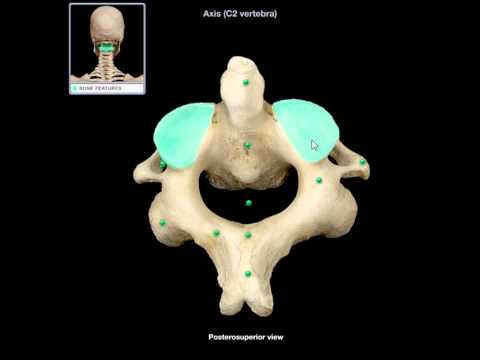 Omówienie budowy anatomicznej kręgosłupa