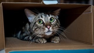 Try not to laugh or smile - Funny cat, animal video Compilation 2017