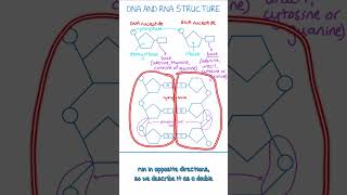 DNA vs RNA Structure | A-level Biology Overview  #alevelbiology