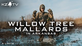 Mallards In The Sunshine!! (Moist Soil Unit Hunt) K Zone TV: "Willow Tree Mallards"