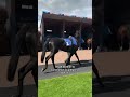Meet this gorgeous horse who won his first race at Epsom! His name is Jackknife 😍