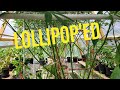 CANNA GREENHOUSE - I Defoliated the Greenhouse