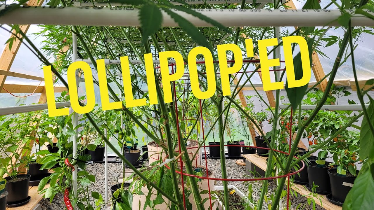 CANNA GREENHOUSE - I Defoliated the Greenhouse