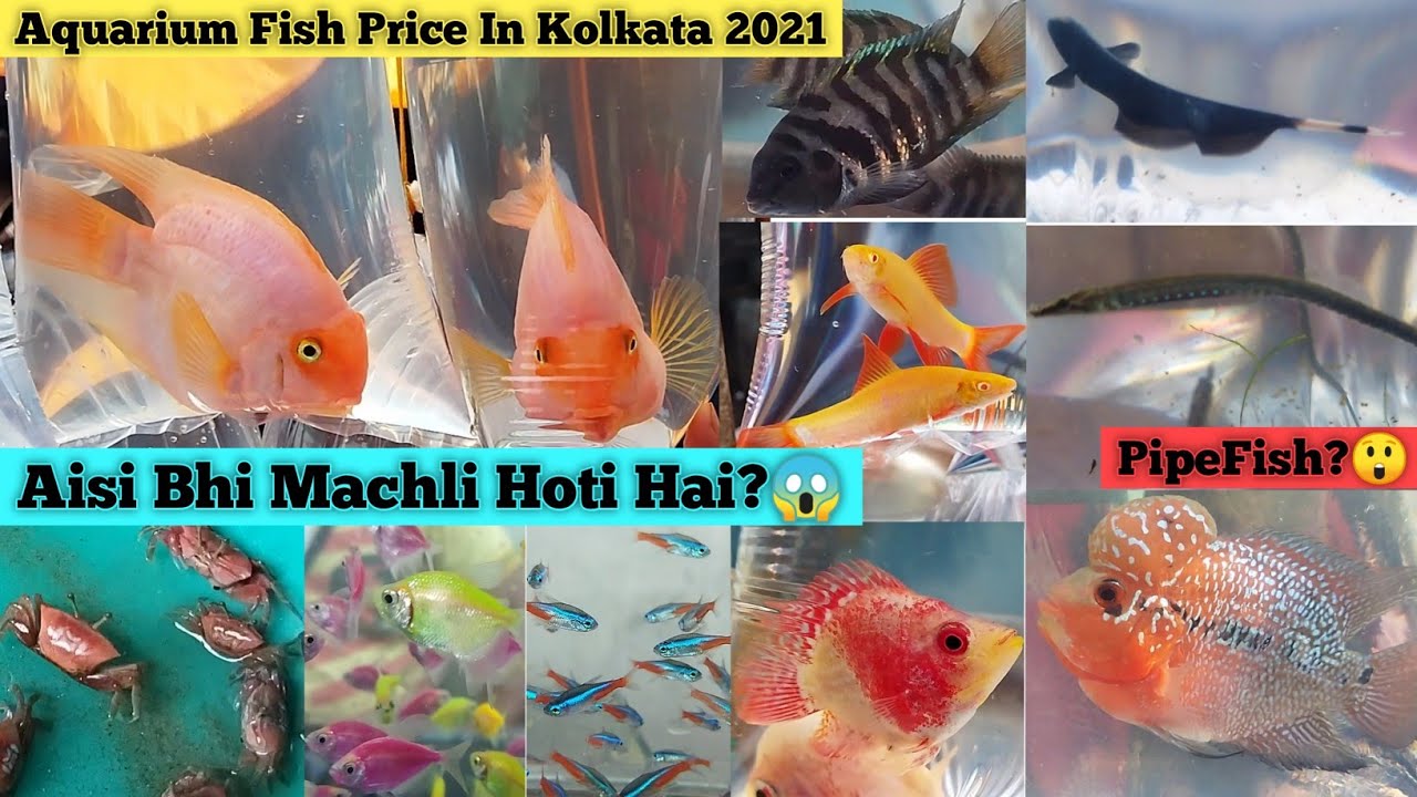 Cheapest Aquarium Fish In Kolkata 2021 Sabse Sasti Machli Kaun Si Hai ? Gallif Street Fish