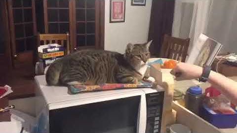 how to teach youre cat to fist bump