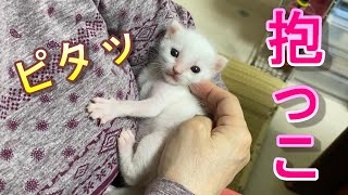 ママが好き過ぎてくっついて離れない生後17日目の赤ちゃん猫【保護猫】