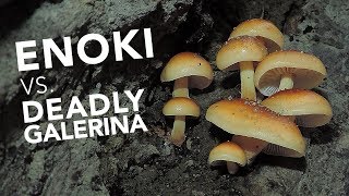 Learn To Identify Wild Edible Enoki Mushrooms
