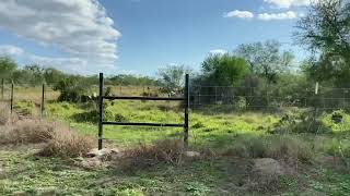 Big Nilgai cow taken with a 12 gauge deer slayer in south Texas. by Archery Nut 554 views 2 years ago 3 minutes, 3 seconds