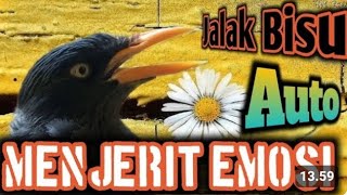 Jalak Bisu Langsung Gacor | Dengar Suara Masteran Jalak Kebo Gacor Ini