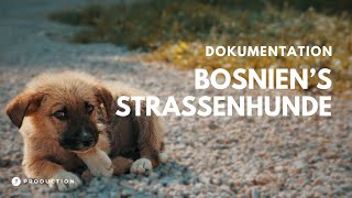 Bosnien's Straßenhunde | DOGsHope | Einblick in bewegende Geschichte der Tierrettung