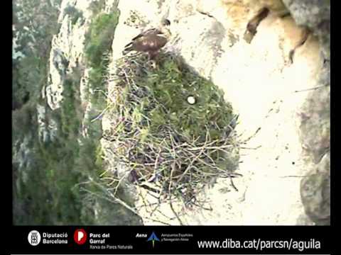 Vídeo: Fageda (49 Fotos): Quin Tipus D’arbre és, La Seva Família. Com Són Les Fulles? Portes De Graner En Faig I Altres Aplicacions. On Creix? Descripció De Fruites