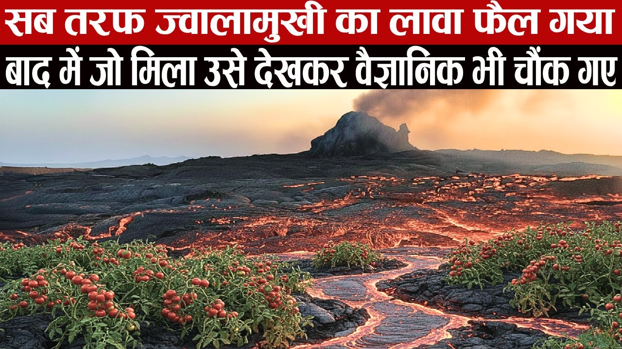 ज्वालामुखी की राख से उग गए टमाटर।