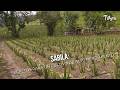 Sábila: Secretos para un cultivo de alto rendimiento - TvAgro por Juan Gonzalo Angel