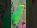 mummy/talking parrot #shorts #youtubeshorts#parrot #sweetparrot #parrotlover #shortsfeed