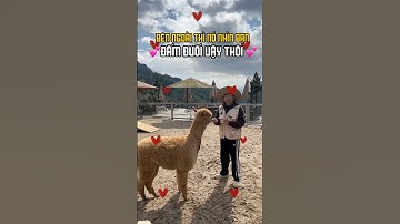Lạc Đà Alpaca 😂 #lalafarm