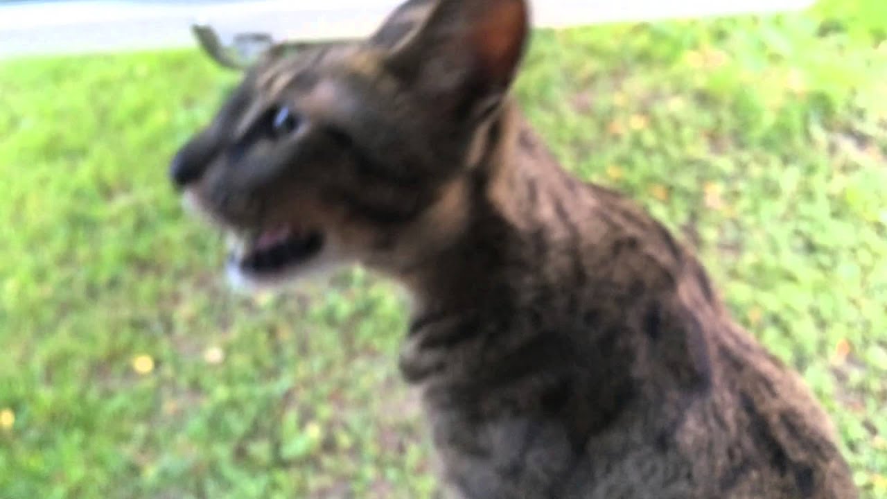 angry savannah cat