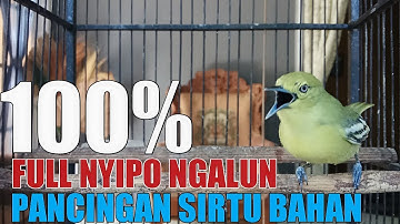 SUARA PANCINGAN SIRTU GACOR UNTUK SIRTU/CIPOH BAHAN DAN OMBYOKAN AGAR CEPAT BUNYI