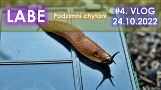 Podzimní chytání LABE #fishhobo #danekfishing #carpfishing #labe #fishingvideo #fishing #kaprarina