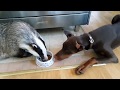 Badger share food with dog