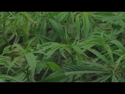 I-Team: Court of appeals set to review Georgias medical marijuana bid process