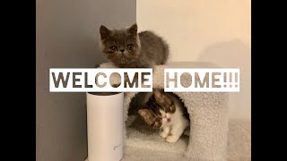 Exotic Shorthair - 15 weeks old exotic shorthair kittens by Exotic Shorthair KSU 698 views 4 years ago 2 minutes, 57 seconds