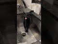 Your Cat