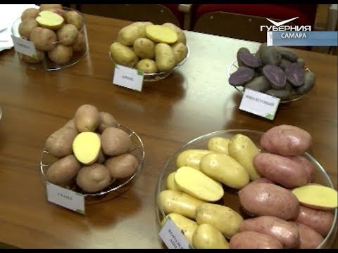 Купить Картофель В Орле И Орловской Области