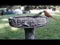 Daily live birds bird baths  random wildlife birdlovers live