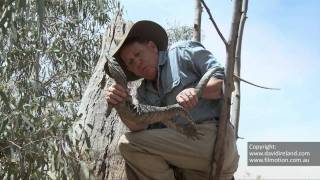 Angry Monitor Lizard Net Worth