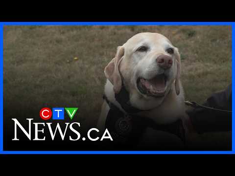 Training dogs to save people in disasters