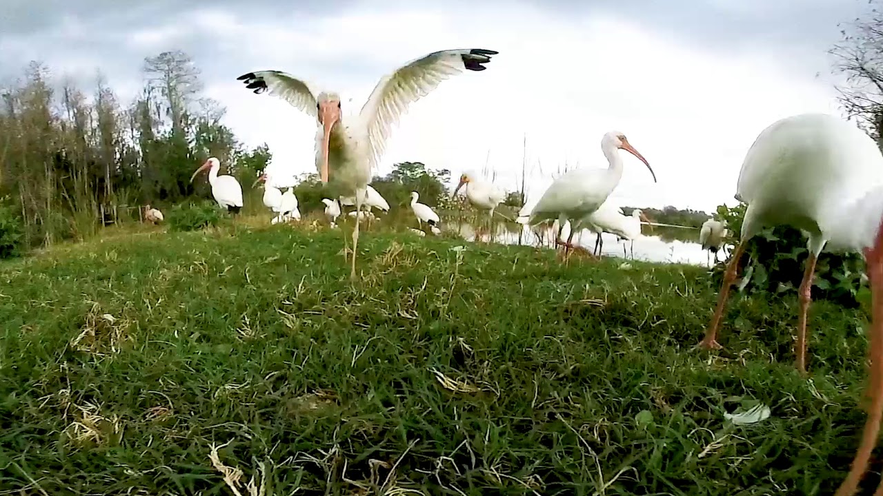 360 You Won't Believe This Crazy Nightly White Bird Ritual! - YouTube