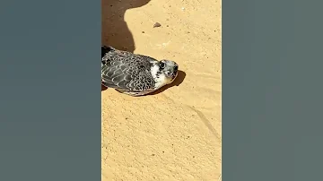 فرحه صيد الصقر لا توصف عند هذا الصقار 