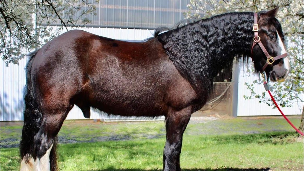 Frodo. Presented by Diamanté Equestrian LLC. Available at