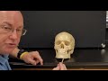 Anatomy and Physiology: Skull Bones Quiz