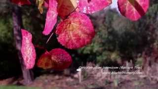 Cercidiphyllum japonicum (Katsura Tree)