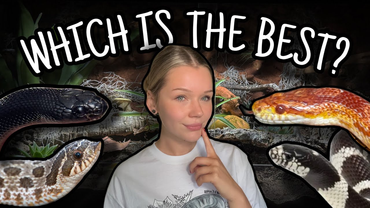 Какой питомец ЛУЧШИЙ: колубрид?! | Корнс, Кингс или Хогнос?