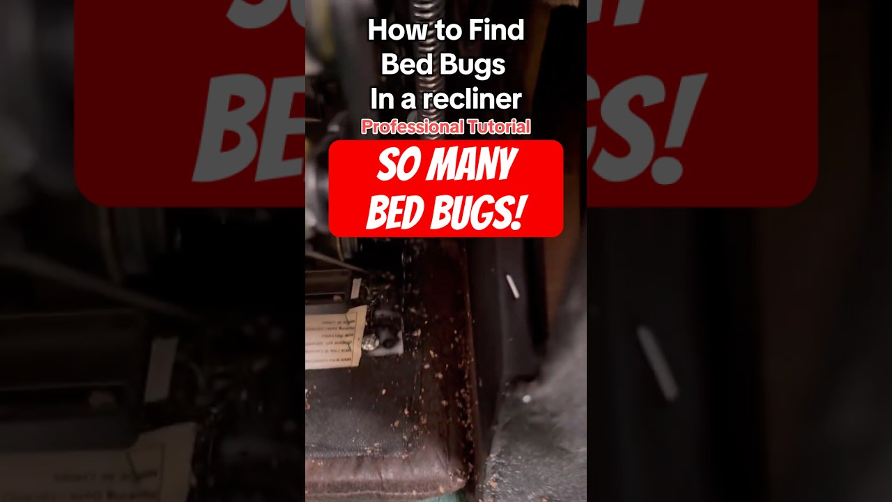 Как узнать, что в вашем кресле завелись постельные клопы? #постельныеклопы #заражённые #greenakerspc
