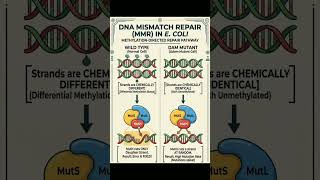 MCQ on Mismatch Repair in DNA #csirnetlifesciences