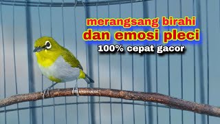 Pleci Ngecir Sambung Ngalas | Pancingan Bikin Pleci Cepat Gacor