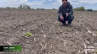 Scouting for Frost or Freeze-Damaged Soybeans
