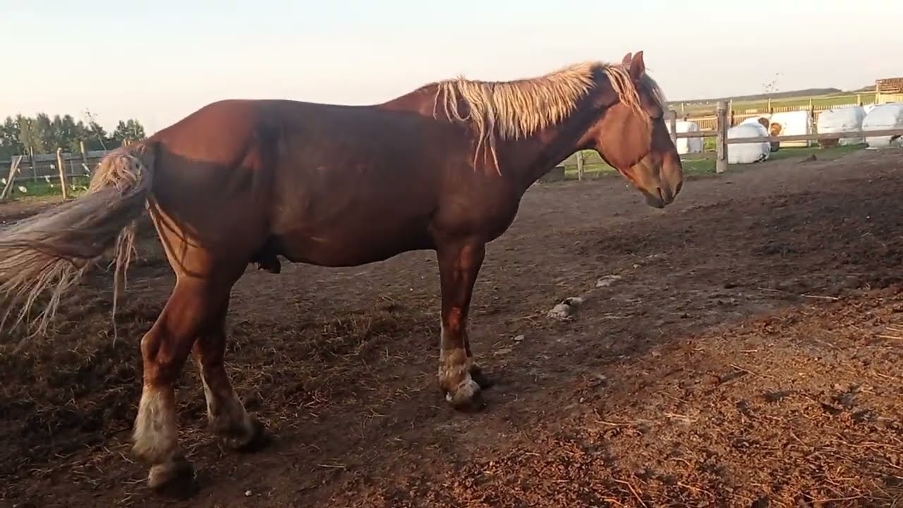 Video Porno Gratuiti  XVIDEOSCOM