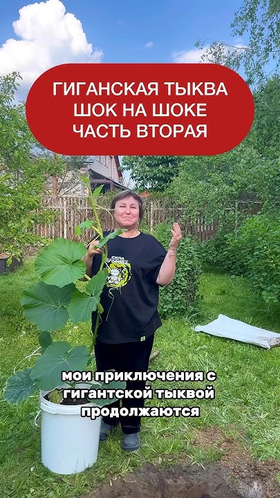 Гигантская тыква часть вторая. Первая есть в ленте. ? #garden # ...