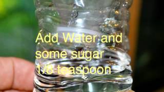 How to Make a Fruit Fly Trap Easy Cheap DIY