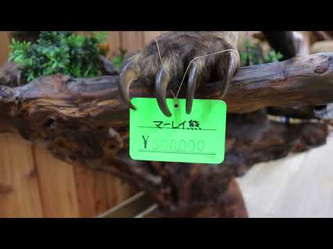 北きつね牧場 剥製 販売