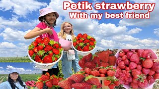 Petik strawberry merah dan manis dah kayak kebun sendiri makan gratis sepuasnya