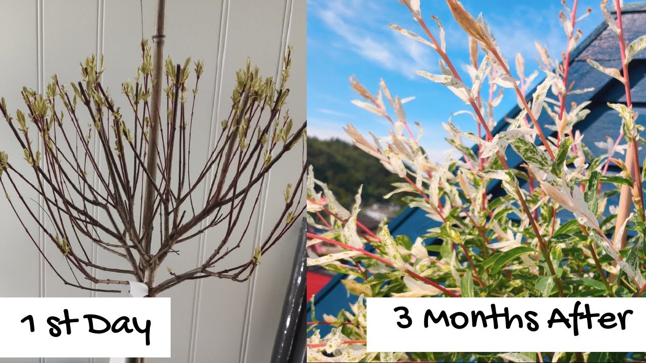 Salix integra 'Hakuro-Nishiki' (Dappled Willow) Grow Progress |Tree That Grow Green, White and Pink