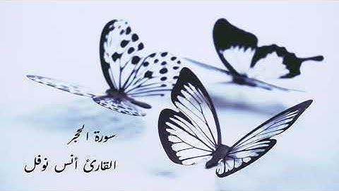 سورة الحجر بصوت القارئ أنس نوفل.. صوت هادئ ومريح للنفس