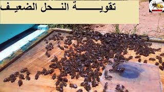 شـــــاهد هـــذه الطريقــــة تقويـــة خلايـــا النحل الضعيفــة / تربية النحل للمبتدئين